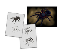 AS-322 Tarantel Airbrushschablone Größe M - Für Anfänger und Profis, wiederverwendbar.